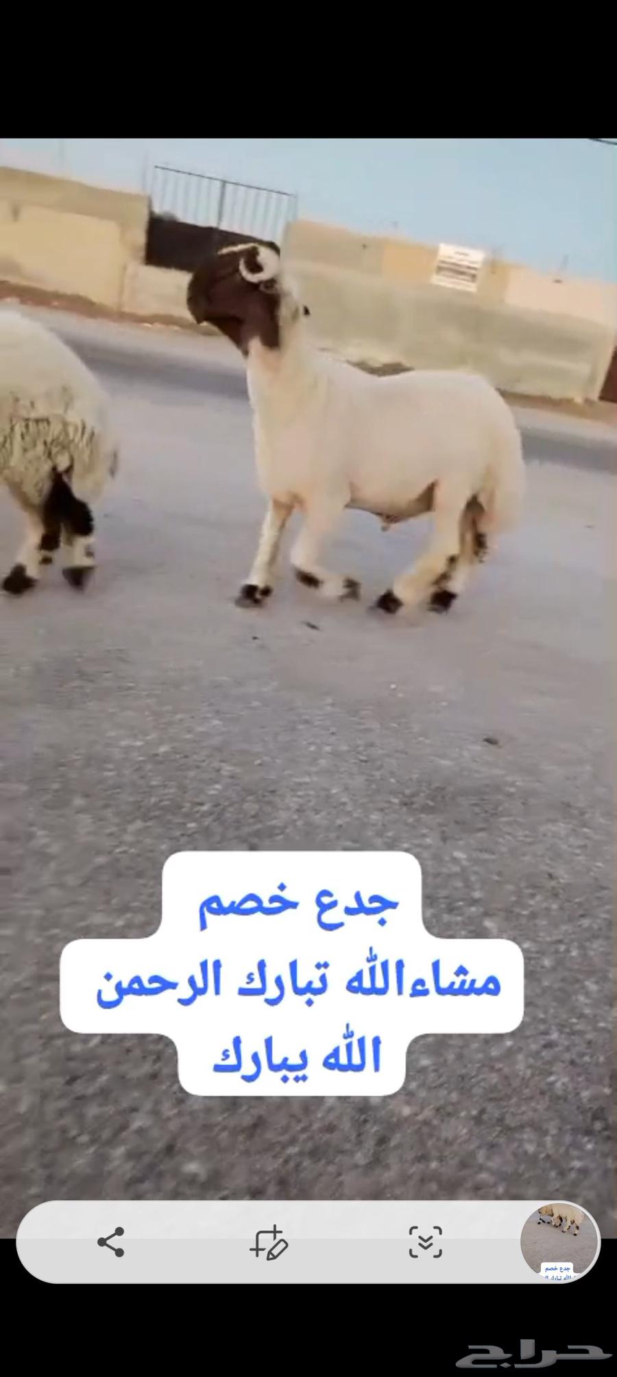 جدع خصم الخصم للبيع وله تعريف64524130291586112