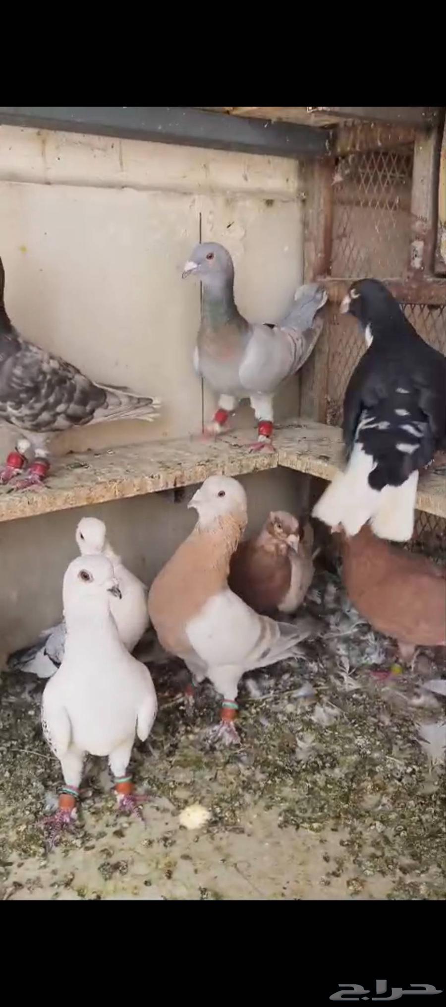 للبيع الموقع الرياض حمام64521111840131110