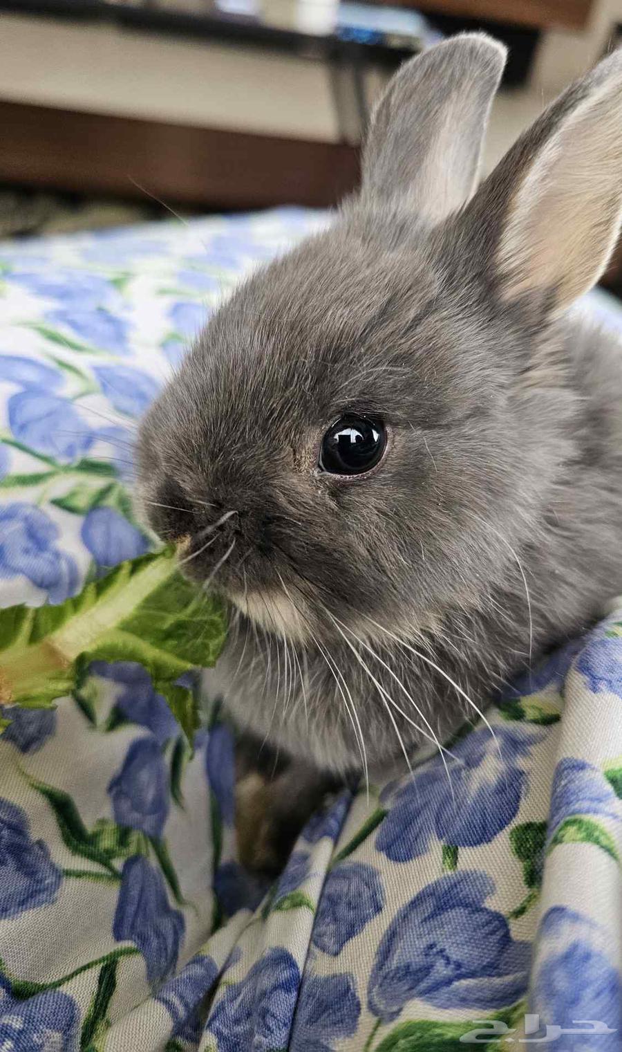 Netherland Dwarf Rabbit64490413377283111