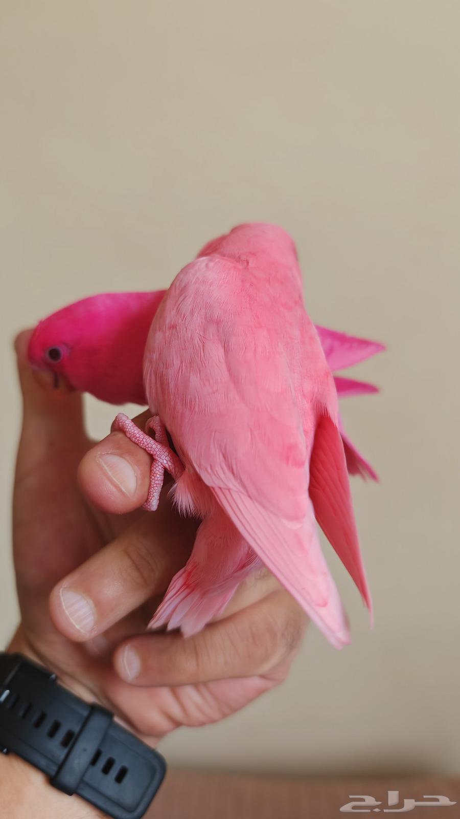 طير روز اليف مناسب للاطفال ( تم البيع )64521168780547114