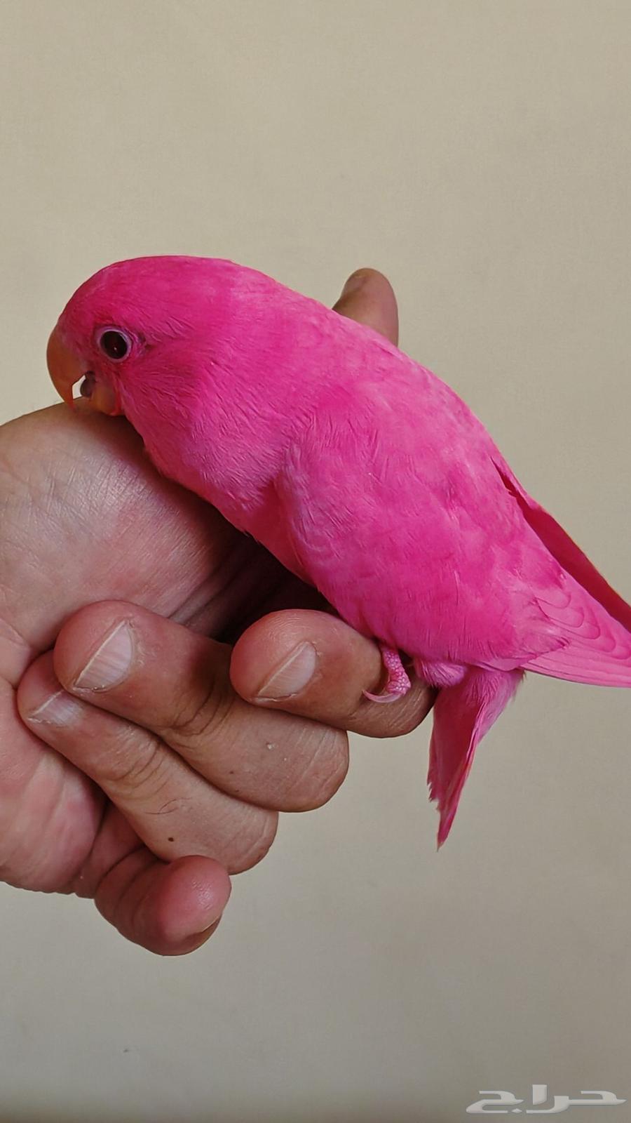 طير روز اليف مناسب للاطفال ( تم البيع )64521168780547113