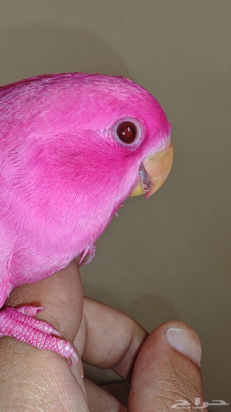 طير روز اليف مناسب للاطفال ( تم البيع )64521168780547112