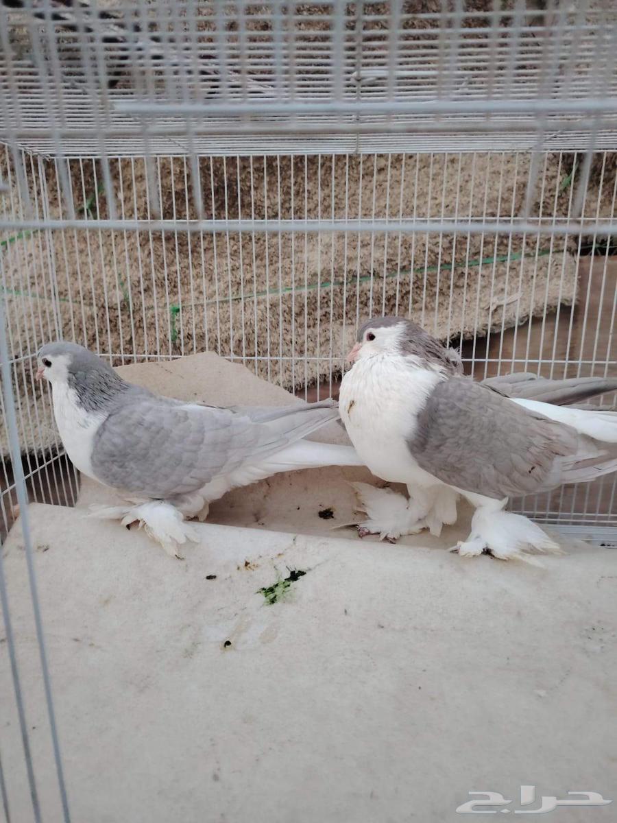 Shirazi dates64525815150977112