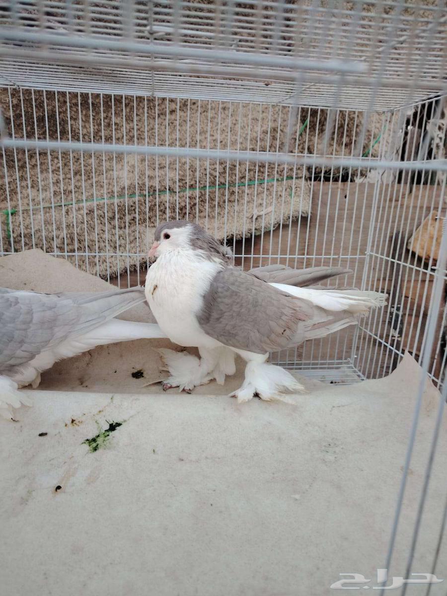 Shirazi dates64525815150977113