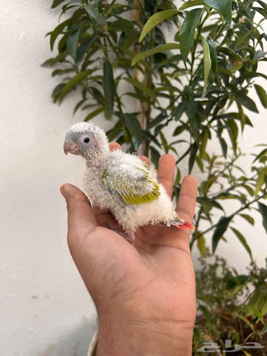 فروخ كنيور امريكان دايلوت رد فاكتور غر بشراهه64520204250883114