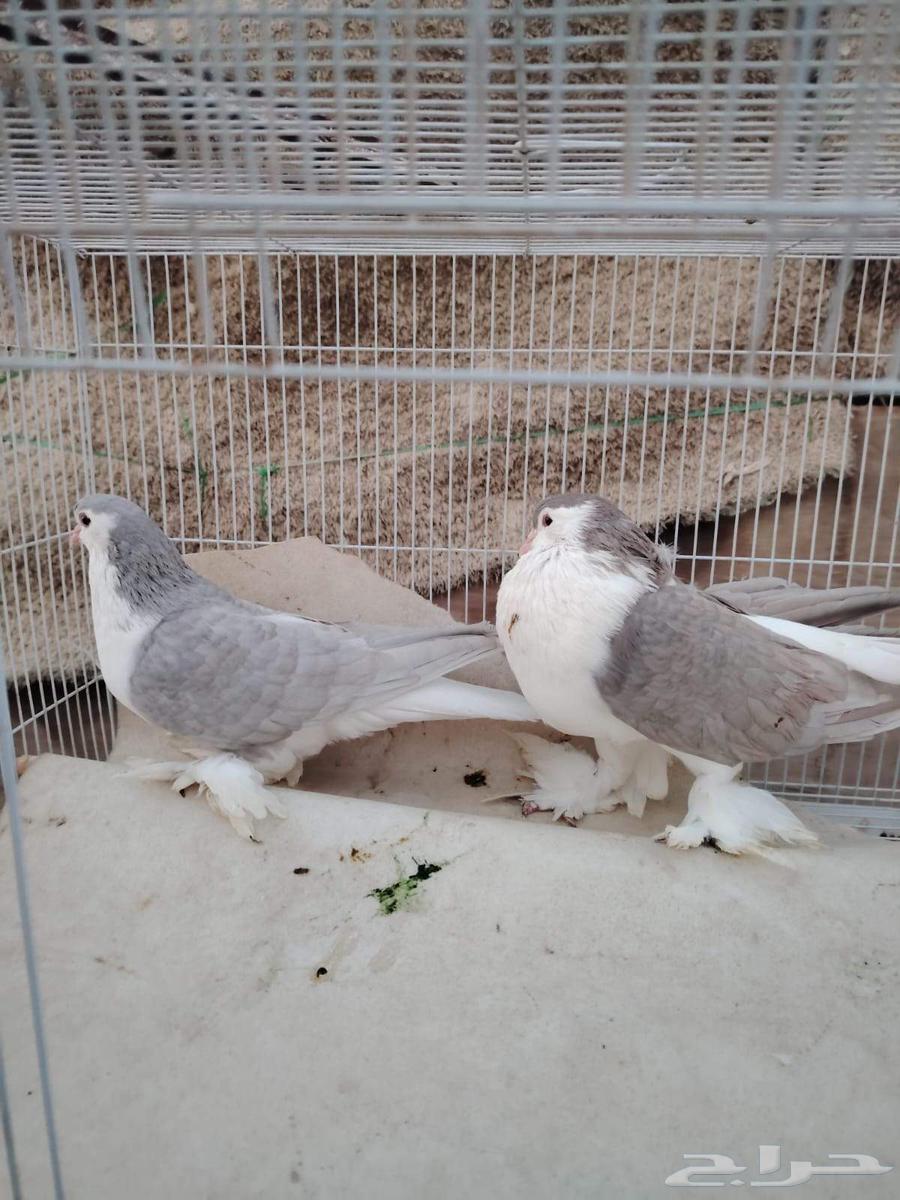 Shirazi dates64525815150977114