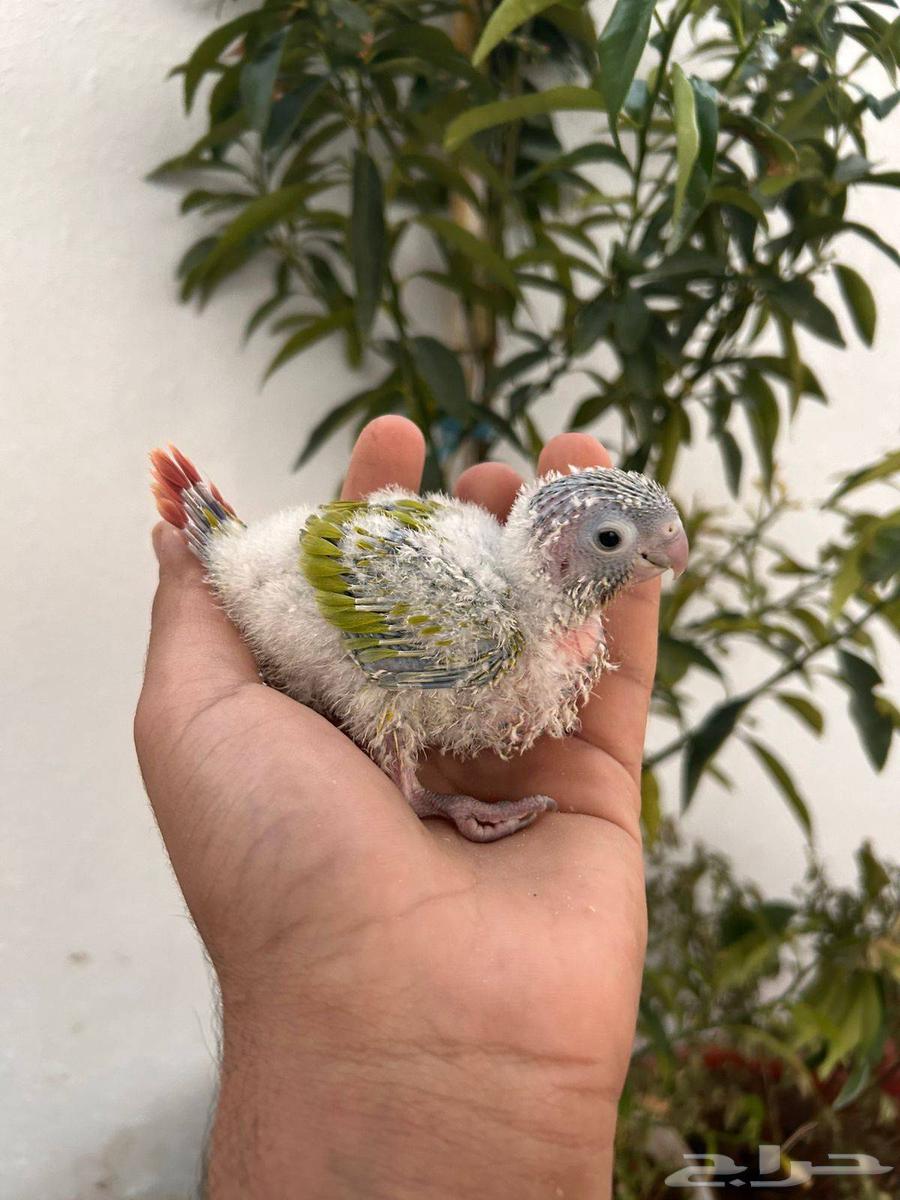 فروخ كنيور امريكان دايلوت رد فاكتور غر بشراهه64520204250883111