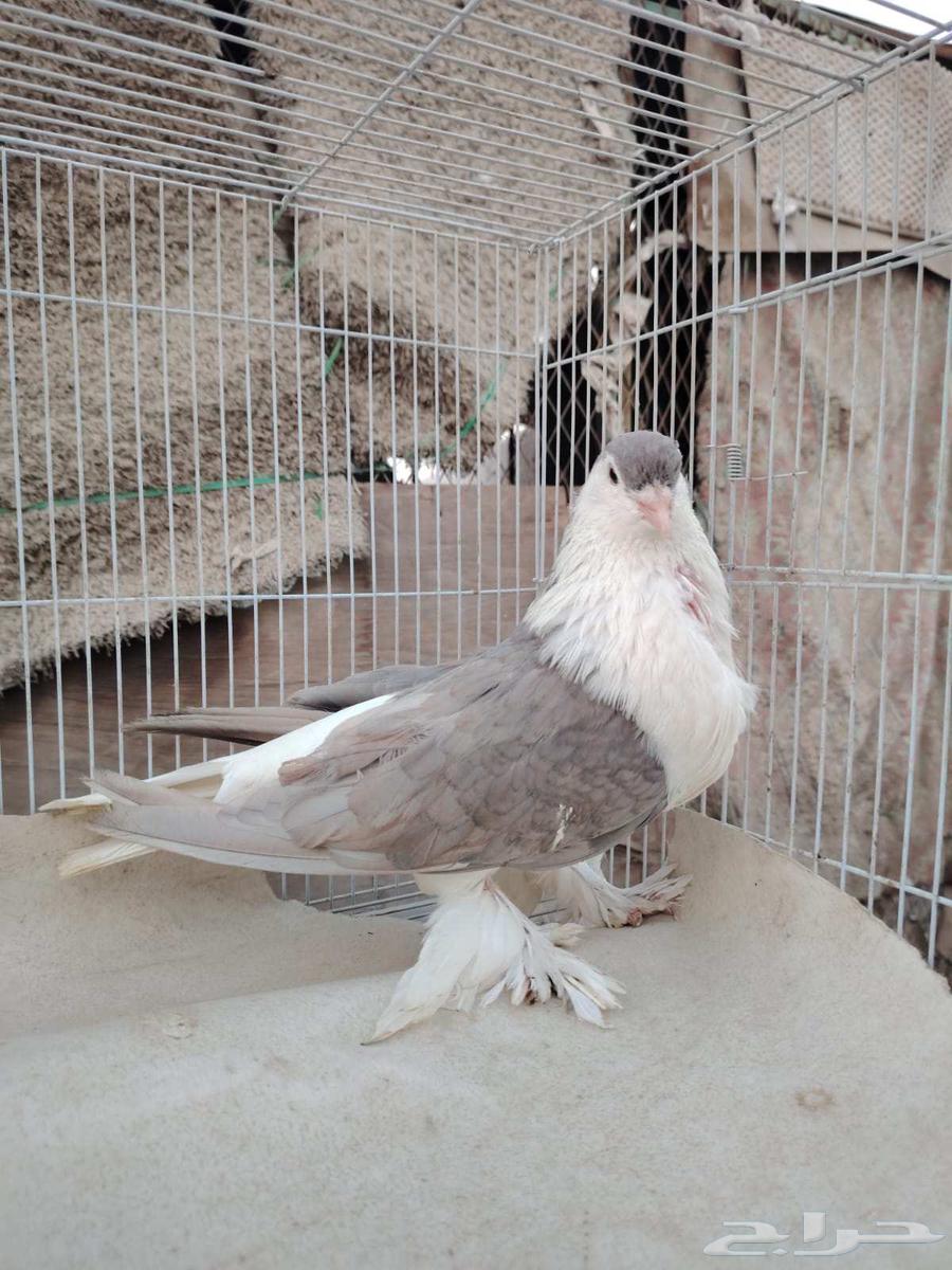 انثى شيرازيه64520983144449110