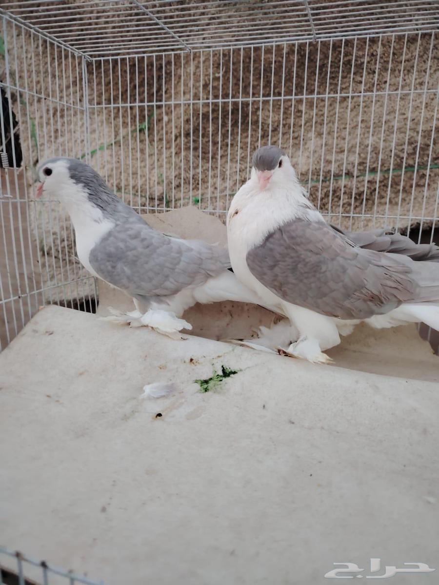 Shirazi dates64525815150977111