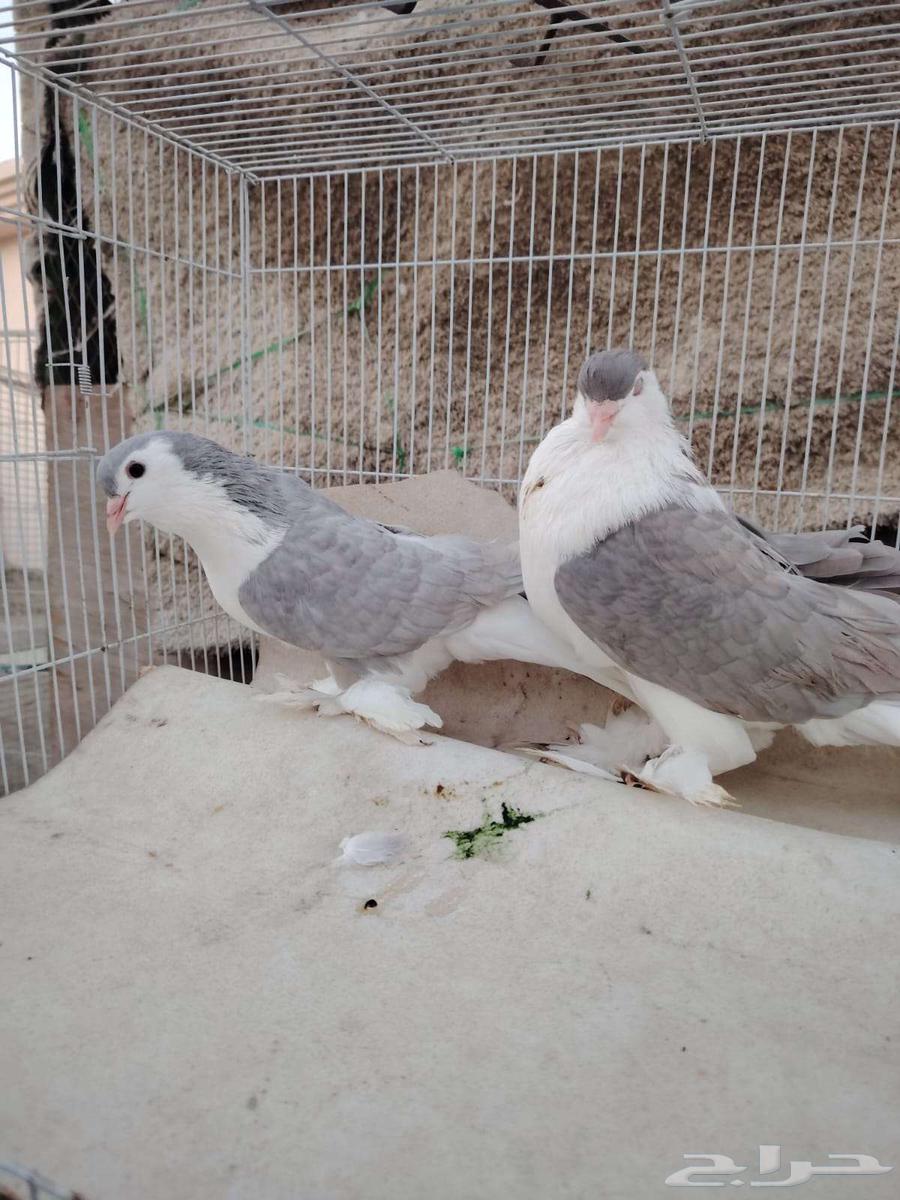 Shirazi dates64525815150977110