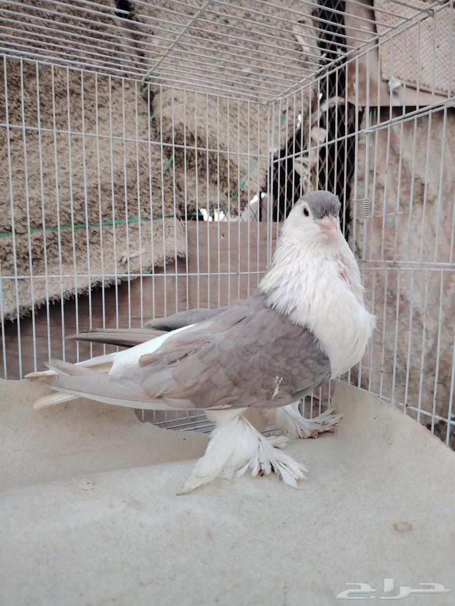 انثى شيرازيه64520983144449111