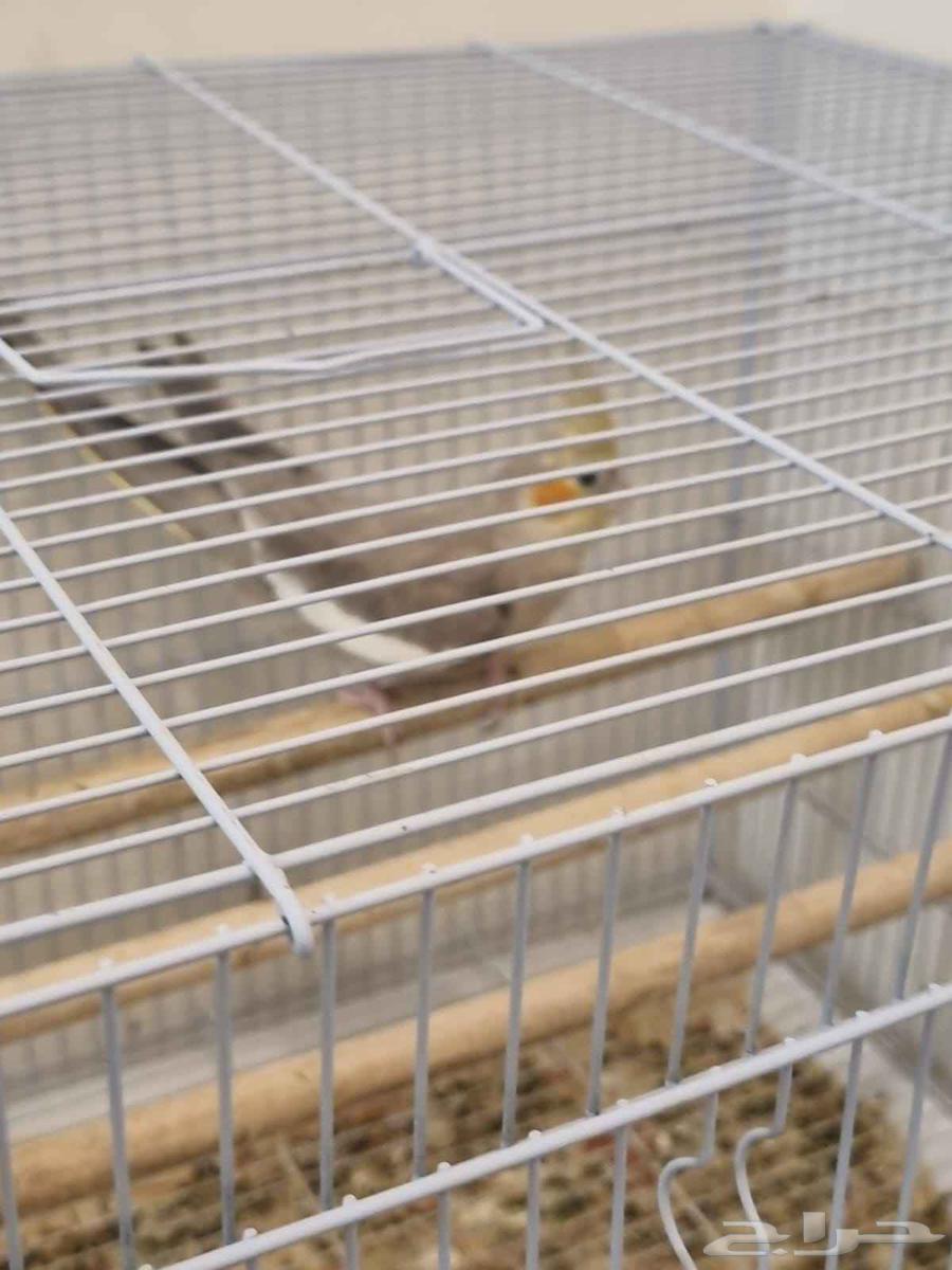 كروان انثى للبيع64526203535875110