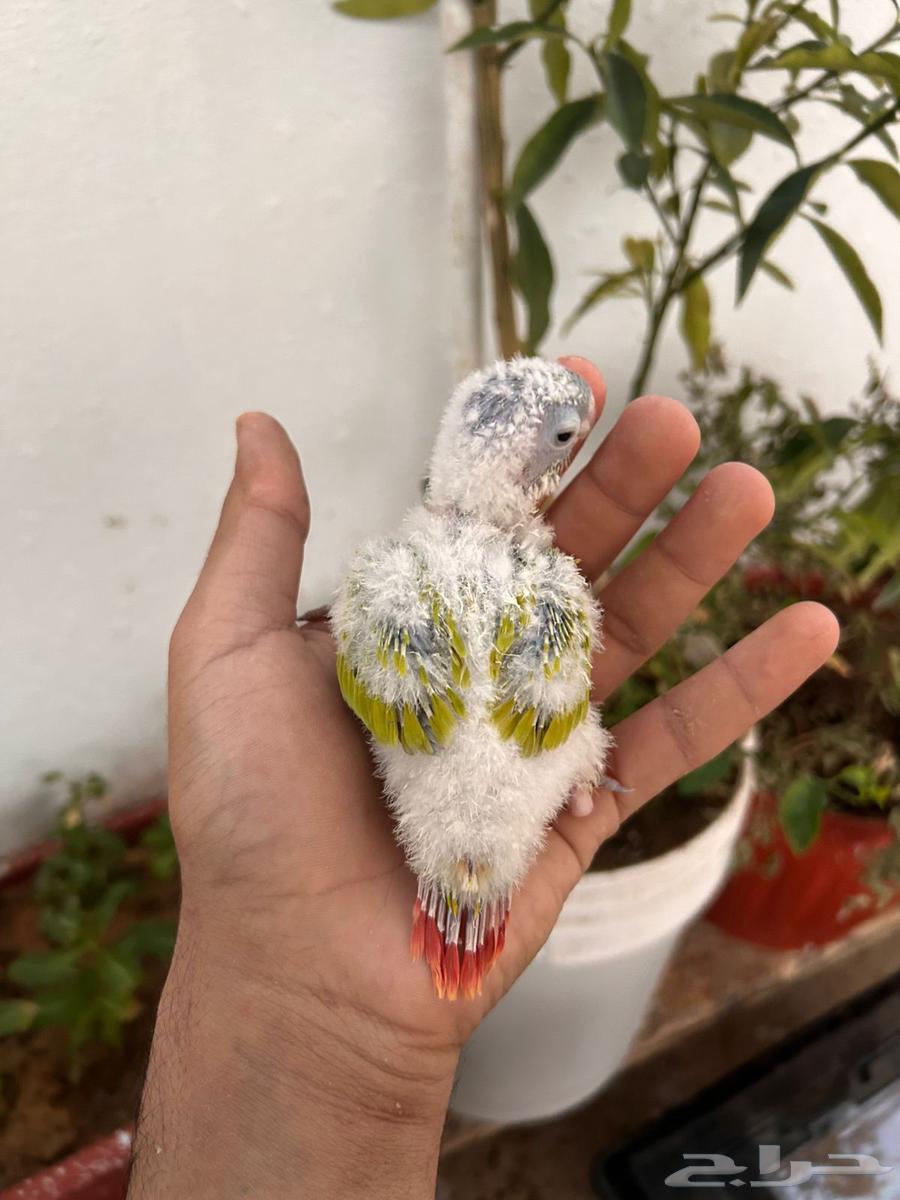 فروخ كنيور امريكان دايلوت رد فاكتور غر بشراهه64520204250883112