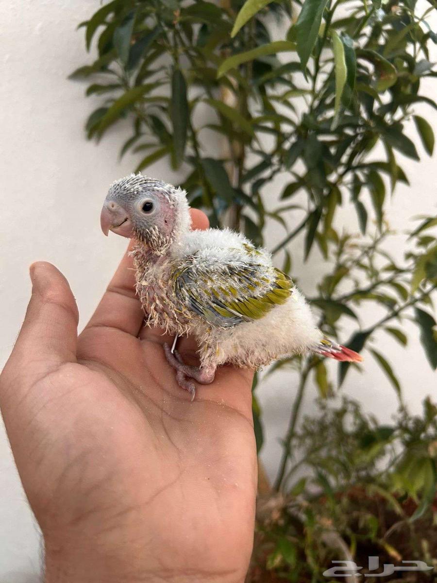 فروخ كنيور امريكان دايلوت رد فاكتور غر بشراهه64520204250883113