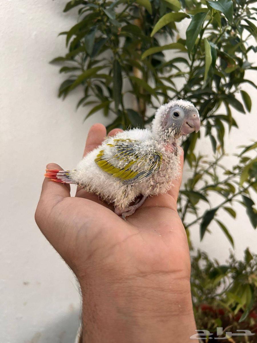 فروخ كنيور امريكان دايلوت رد فاكتور غر بشراهه64520204250883110