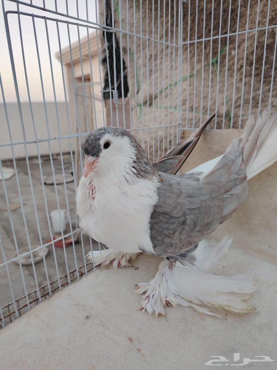 انثى شيرازيه64520983144449112