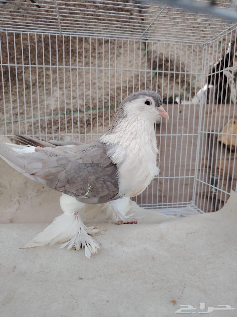 انثى شيرازيه64520983144449113