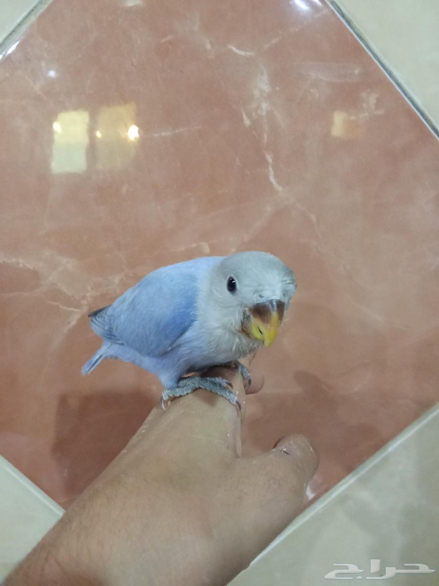 للبيع طير روز اليف هدد64523090463873113