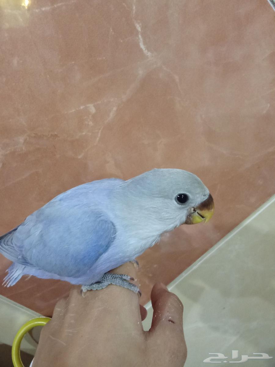 للبيع طير روز اليف هدد64523090463873112