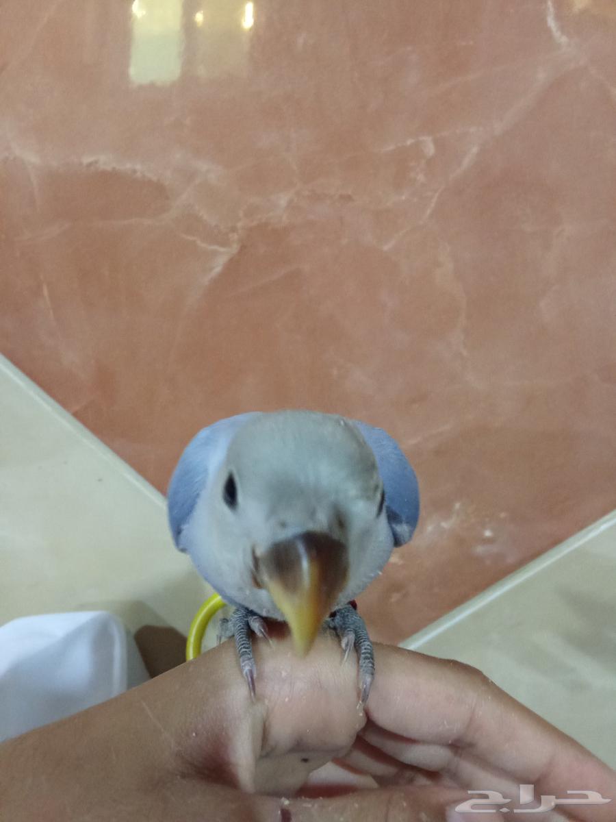 للبيع طير روز اليف هدد64523090463873114