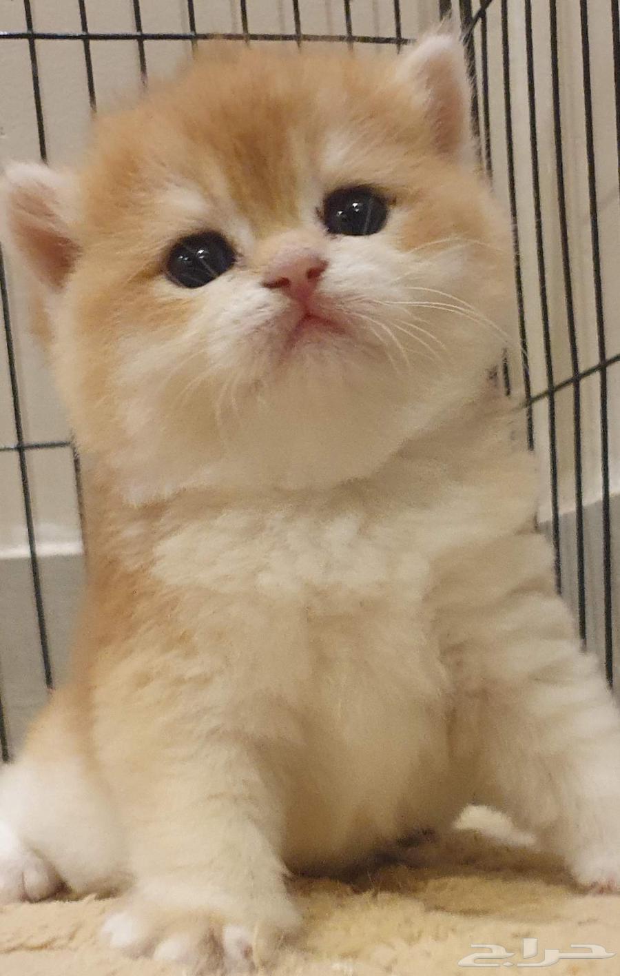 قط برتش كتنز للبيع64438297332354114