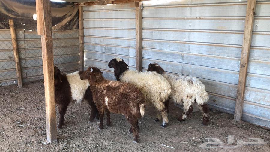 Herafi Naeem Issue 464522330967938111