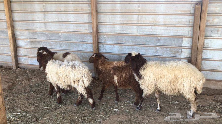 Herafi Naeem Issue 464522330967938112