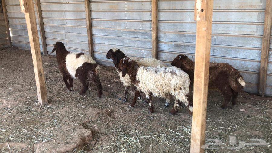 Herafi Naeem Issue 464522330967938110