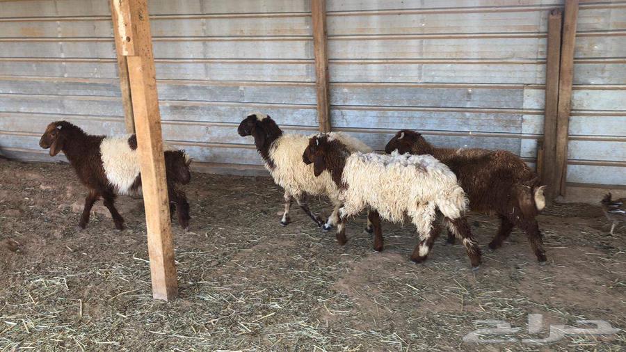 Herafi Naeem Issue 464522330967938113