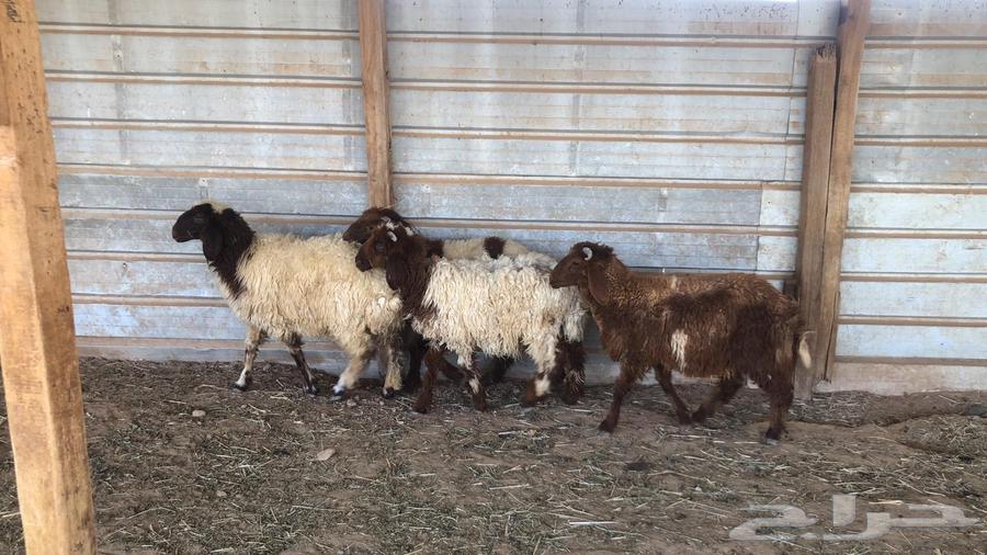 Herafi Naeem Issue 464522330967938114