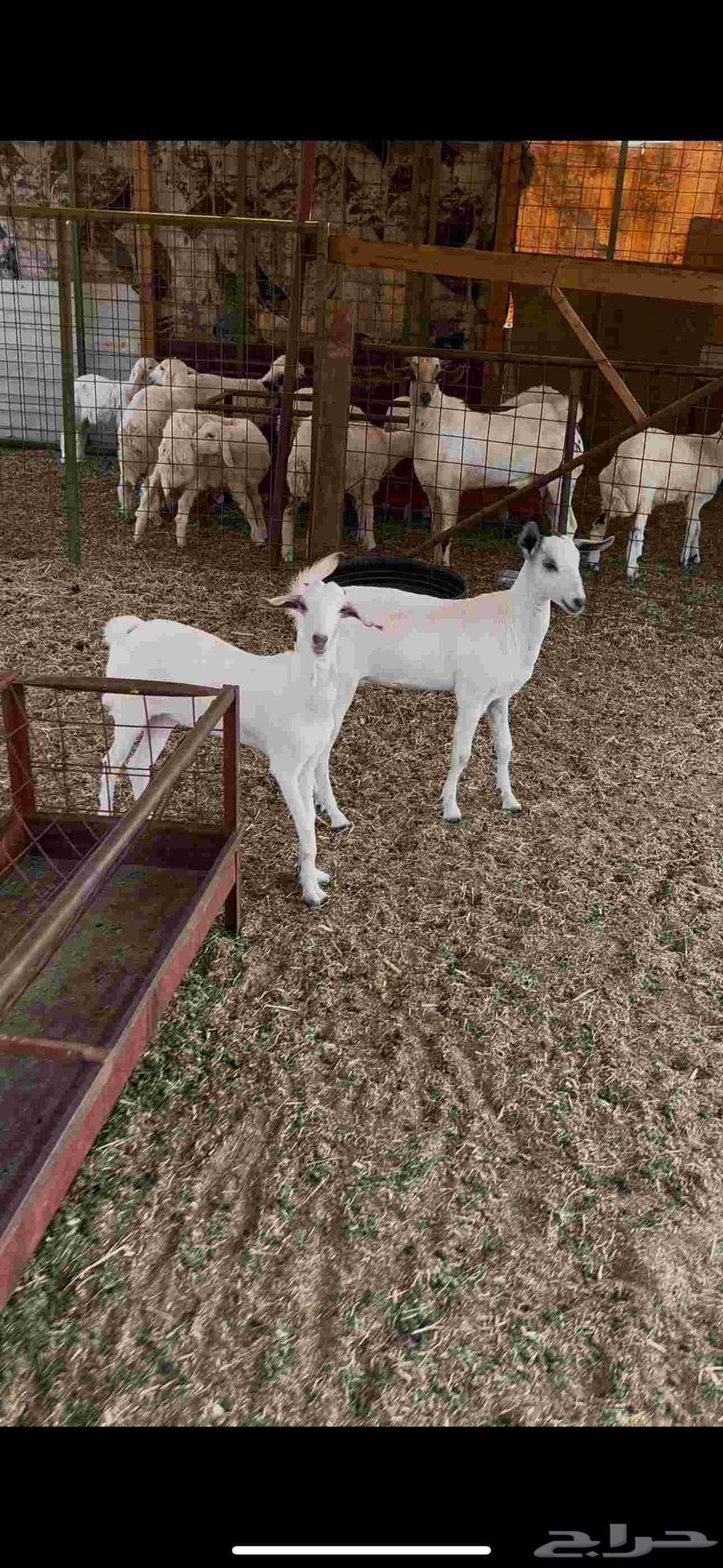 Two sheep for sale with fat64524642840706111