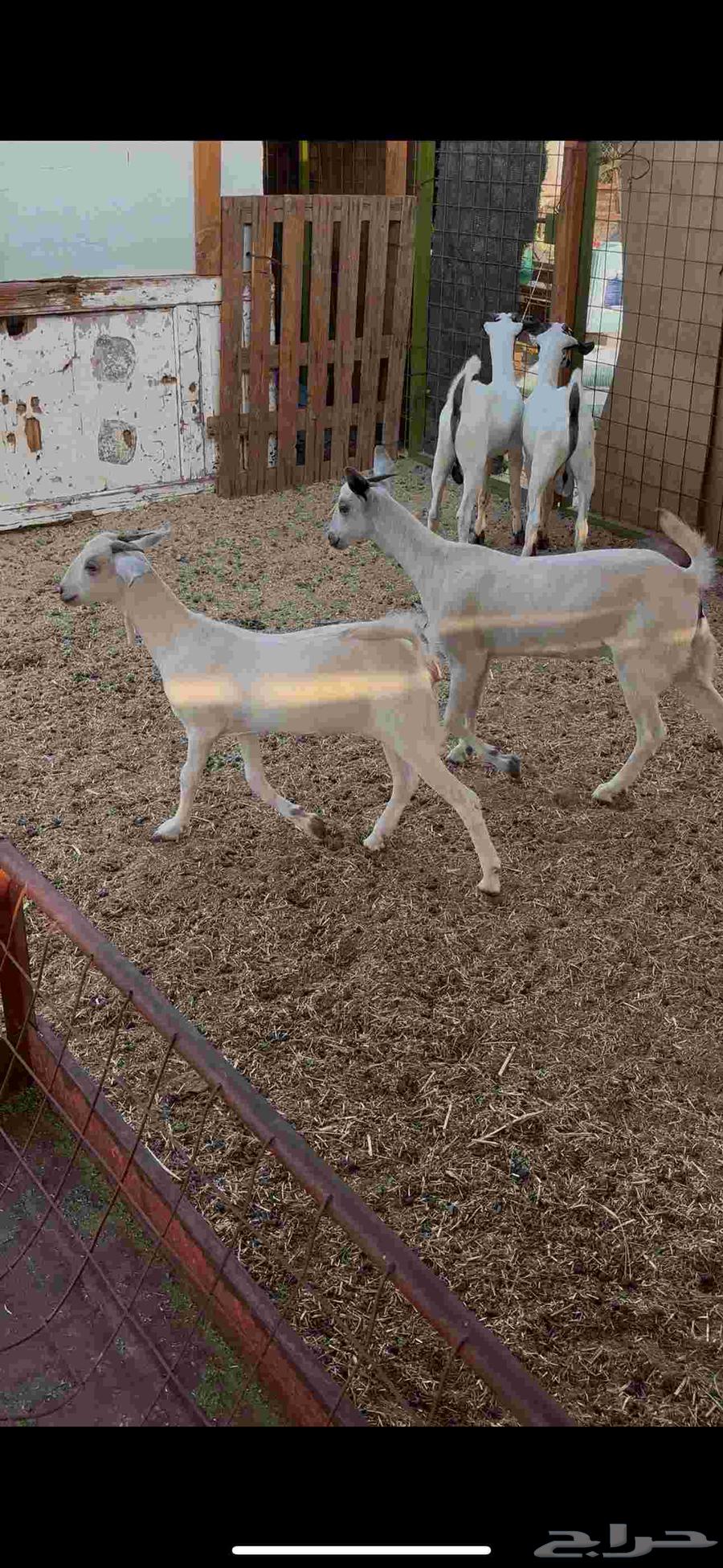 Two sheep for sale with fat64524642840706112