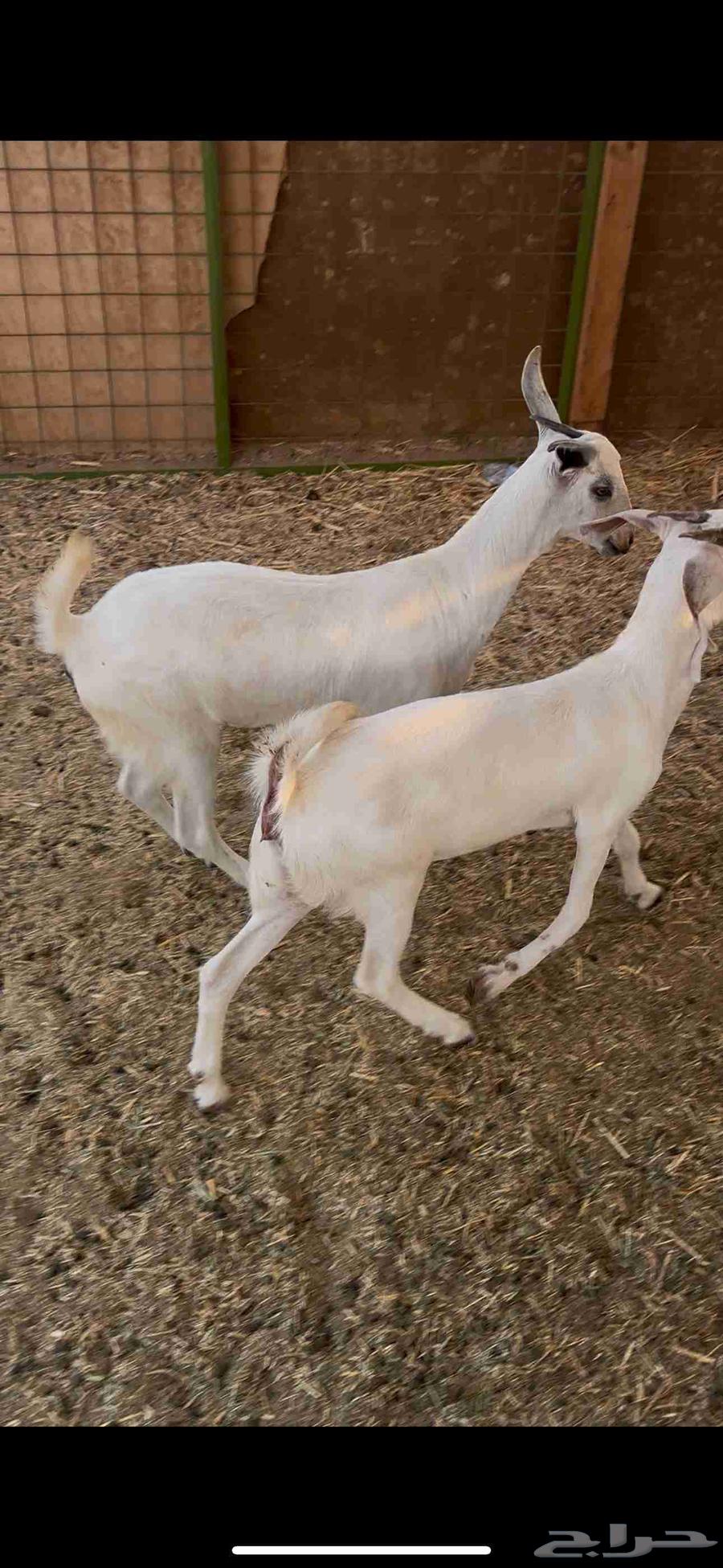 Two sheep for sale with fat64524642840706114