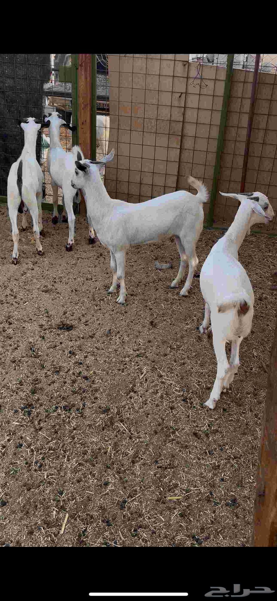 Two sheep for sale with fat64524642840706113