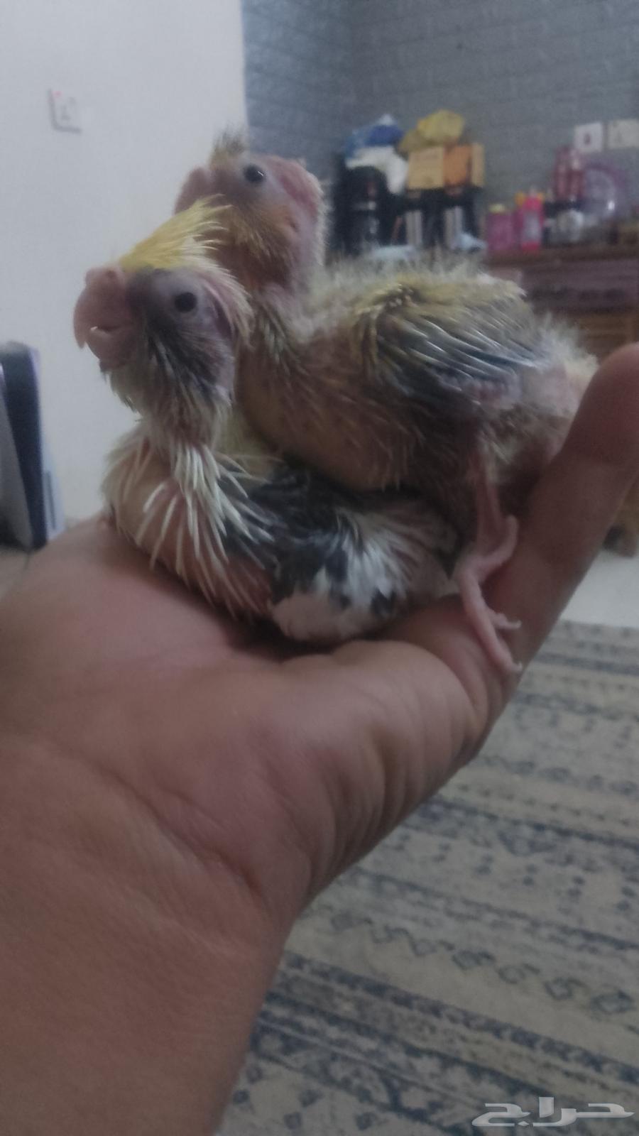 فروخ ببغاء الكوكاتيل64519864574722112