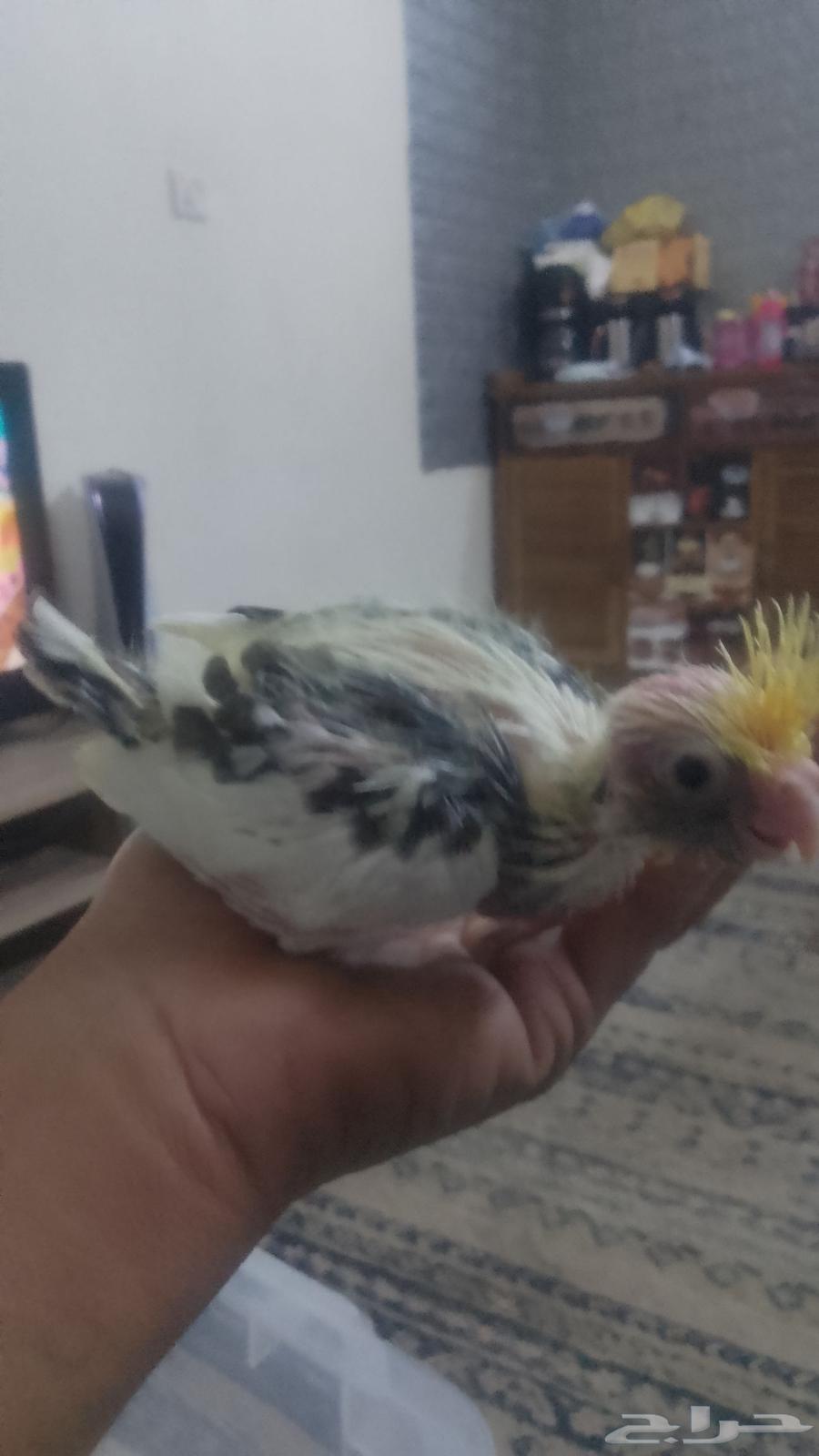 فروخ ببغاء الكوكاتيل64519864574722114