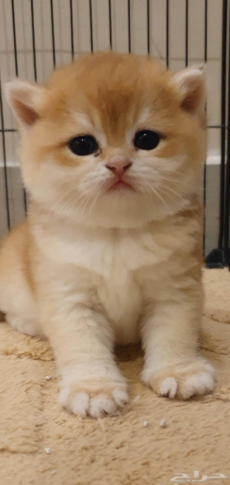 قط برتش كتنز للبيع64438297332354112