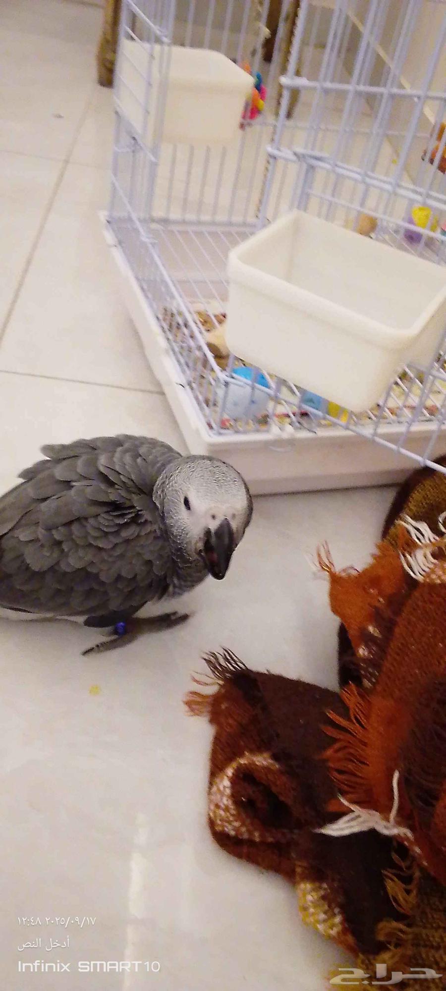 ببغاء64521794600195110