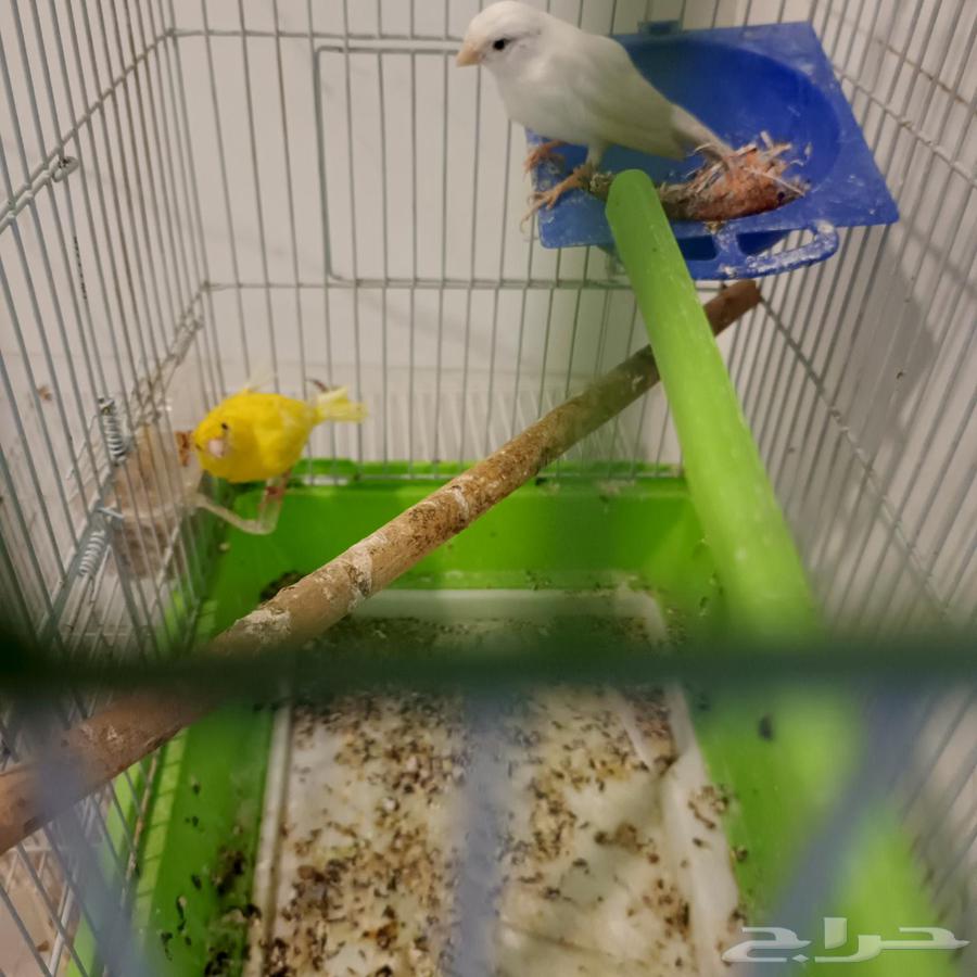 Syrian canaries for sale, 9 pieces, three males and the rest females64457268852611113