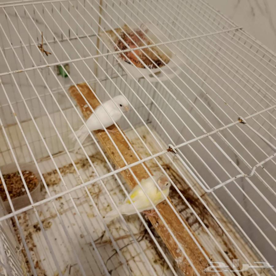 Syrian canaries for sale, 9 pieces, three males and the rest females64457268852611112