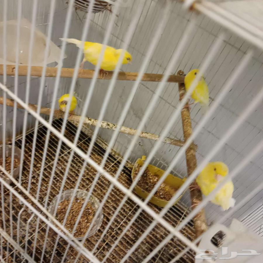 Syrian canaries for sale, 9 pieces, three males and the rest females64457268852611111