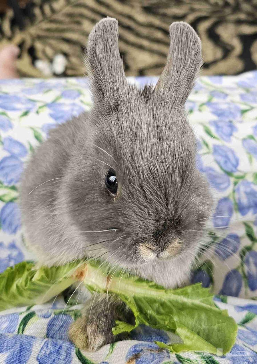 Netherland Dwarf Rabbit64490413377283110