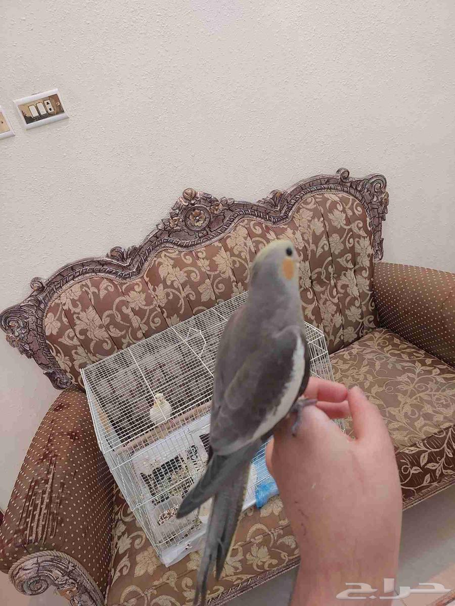 كروان اليفه وهدد نشبه بسعر خرافي64526272454657111