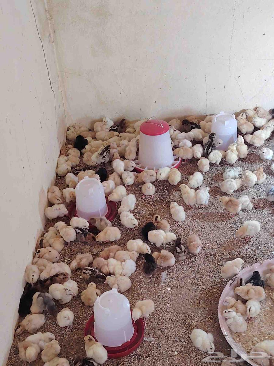 تم البيع صوص بلدي وفيومي64522514574338112