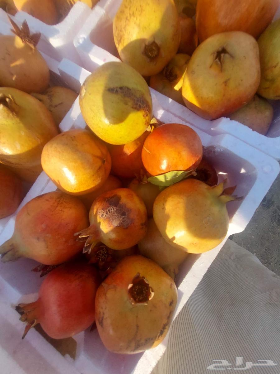 رمان سكر طيب وتين سكر64523458228995114