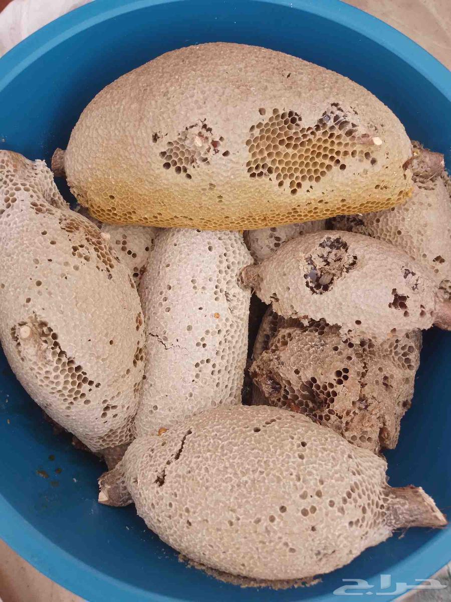 عسل بري جبلي ممتاز درجه اولى قطف اليوم64520825972995111