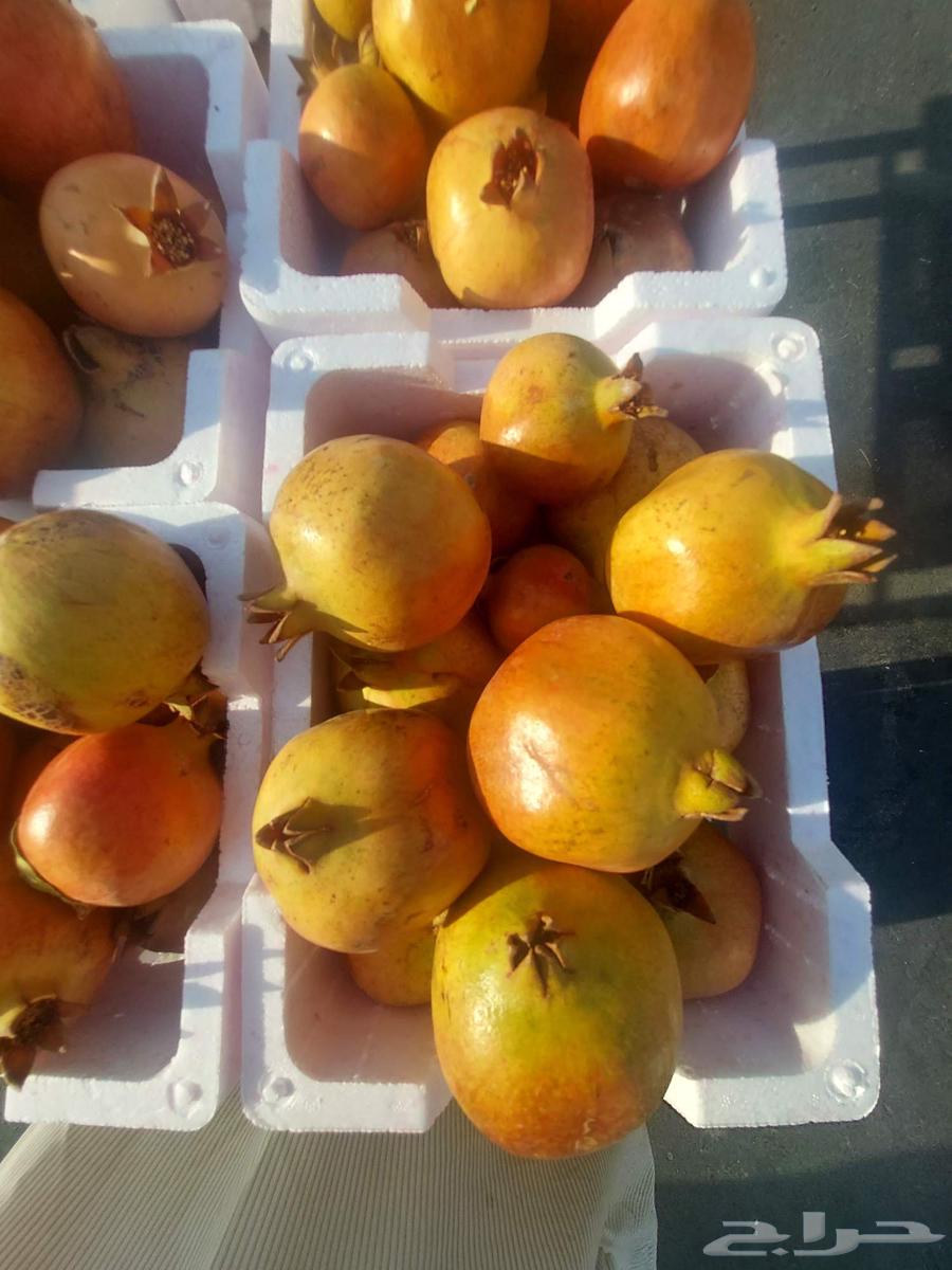 رمان سكر طيب وتين سكر64523458228995110