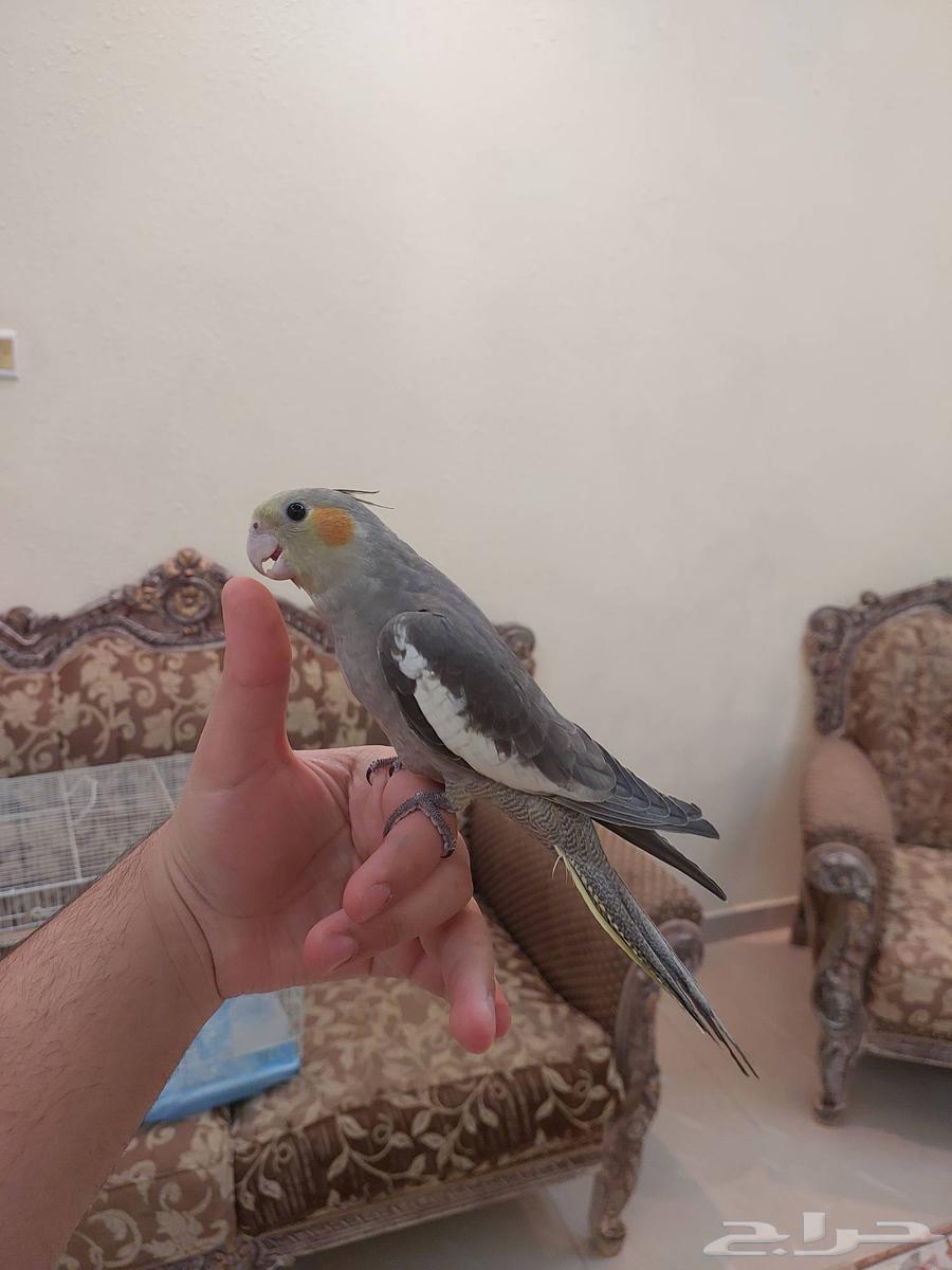 كروان اليفه وهدد نشبه بسعر خرافي64526272454657110