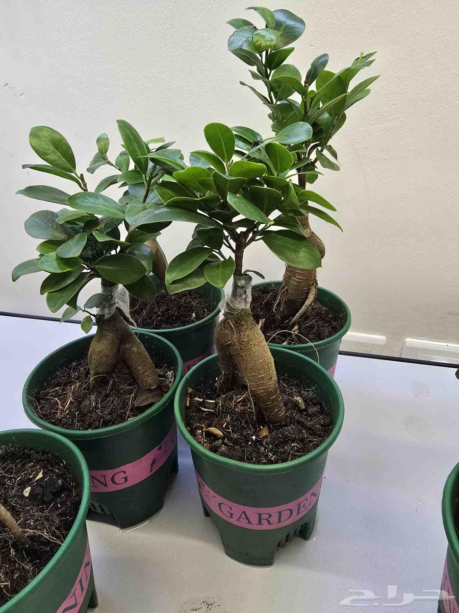 نبات البونساي64527038997761110