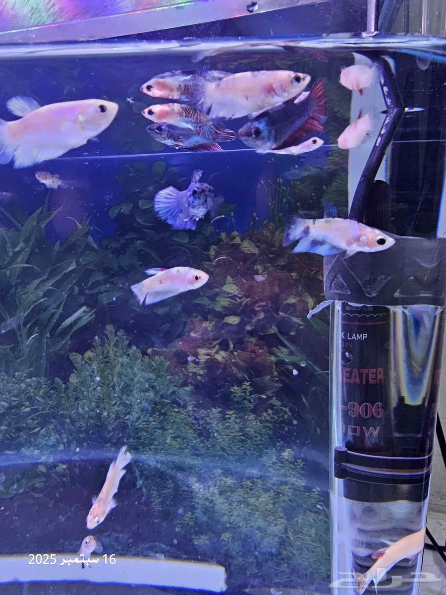 حوض سمك مع أسماك الفايتر ( تم البيع )64522598254978113